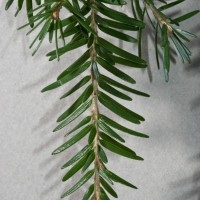 Western Hemlock